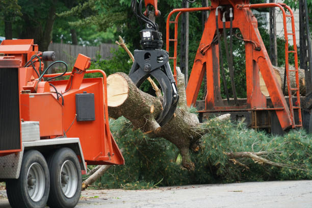 Best Tree Care Services  in Cushing, OK